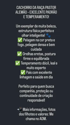 Pastor Alemão filhotes