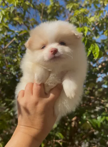 Lulu da Pomerânia Spitz alemão