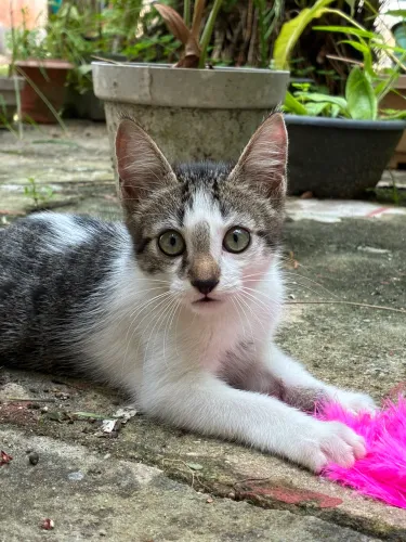 Gatinhos para adoção 