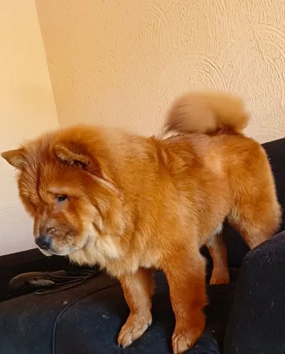 Chow chow macho para cobertura!