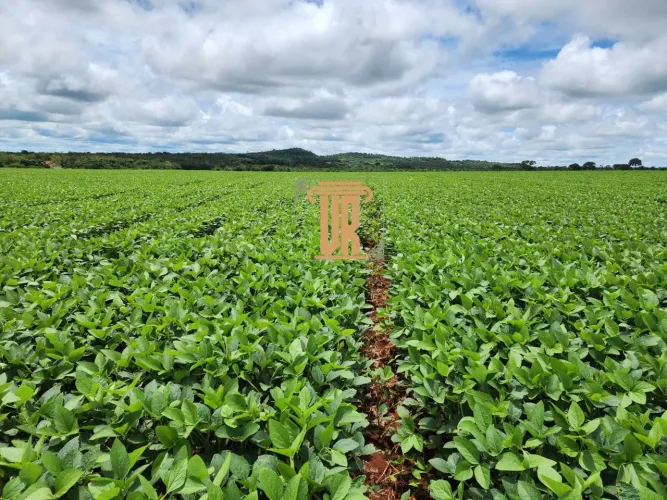 FAZENDA A VENDA EM ÁGUA BOA- MT com 3.620 HECTARES
