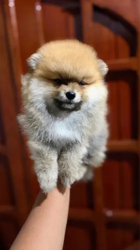 Spitz Macho