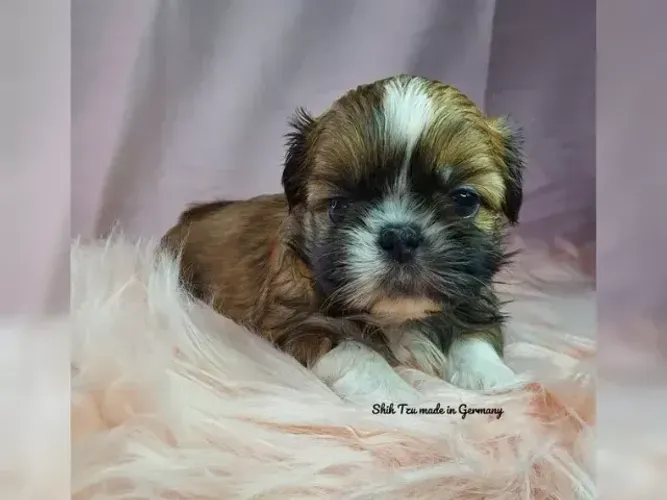 Filhote de cachorro Shih tzu/ shihtzu companheiros e muito brincalhões