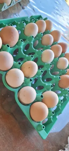 Ovos Galados Galinha Caipira e Índio Gigante