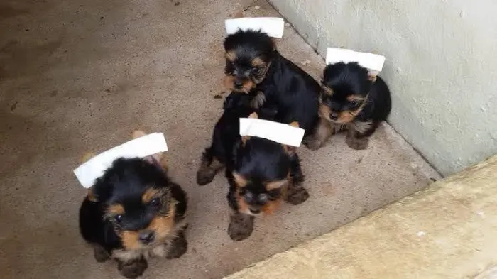 Yorkshire terrier micros
