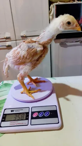 Pintinhos índio gigante barbeludo legítimo 26 dias e mestiço 26 dias 30 unidades