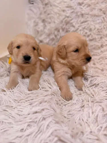 Filhote de Golden Fêmea e macho