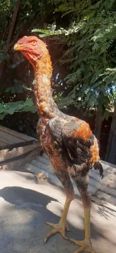 Índio gigante 