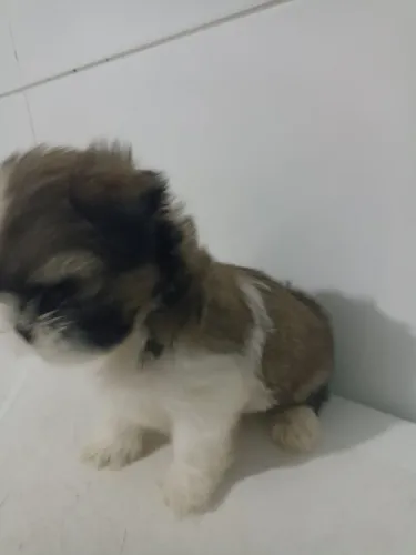 Vendo filhote de shihtzu