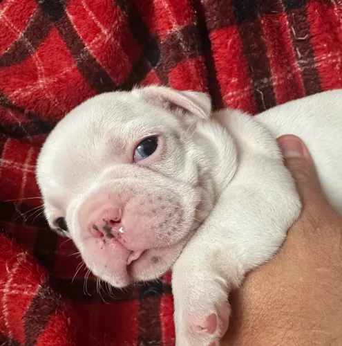 Buldogue francês 