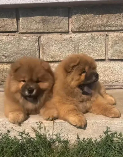 Filhote Chow-chow, O presente perfeito para você e sua família tem quatro patas!
