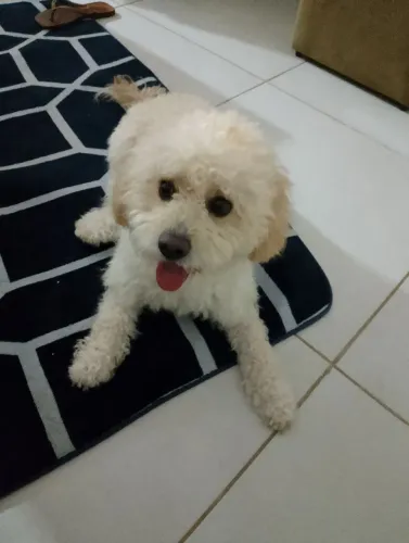 Cachorro