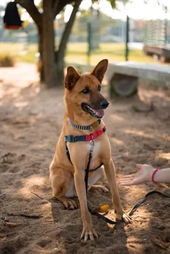 Muito lindo Boby macho ADOÇÃO!!!