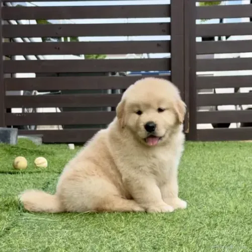 Filhote de cachorro carinhoso Golden Retriever