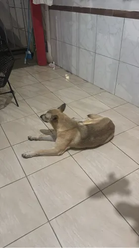 Doação Cachorro Pastor Alemão