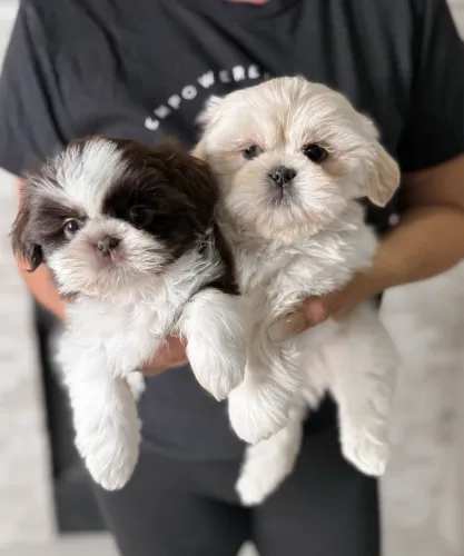 Filhotes De ShihTzu - O Amor Mais Puro Do Mundo Chegou!