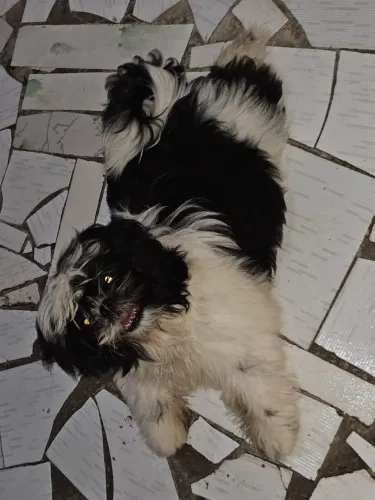 Vendo fêmea