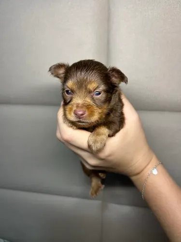 Pinscher miniatura
