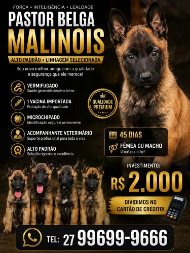 Filhote Pastor Belga Malinois