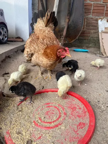 Vendo galinha com 11 perus novos