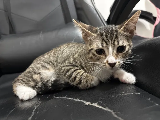 GATA FEMEA 3 MESES - Doação!