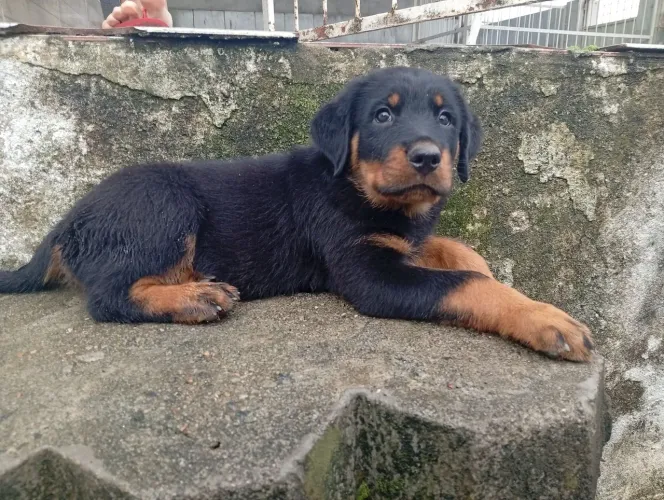 Filhotes de rottweiler