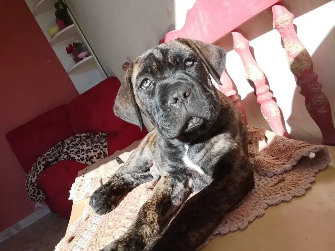 Cane corso macho