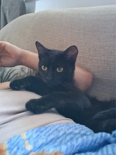 Doa-se gatinho preto filhote