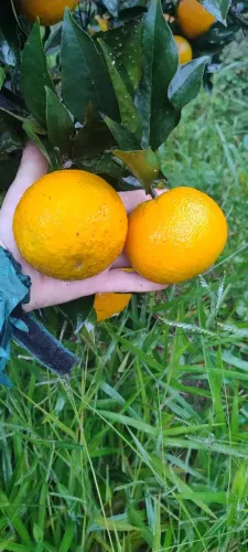 Laranja do Céu Tardia