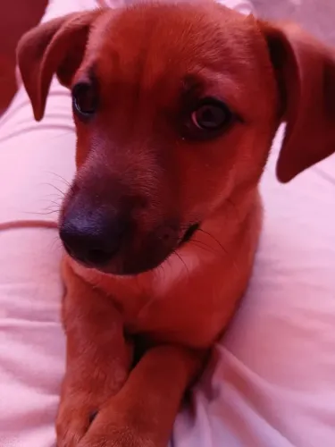 DOAÇÃO DE CACHORRINHO MACHO E FÊMEA