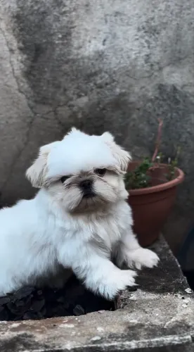 Filhote de shihtzu disponível ?