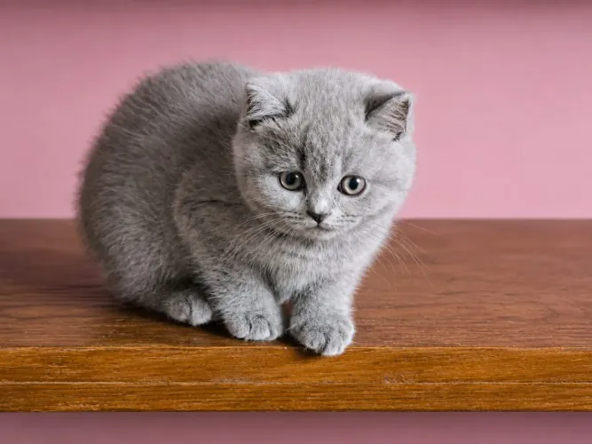 British shorthair