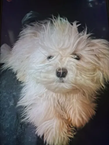 cachorro shitz