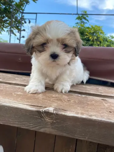 Shih Tzu ideal para viver grandes momentos