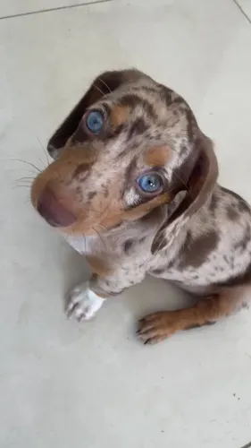 DOANDO ESSE CACHORRINHO