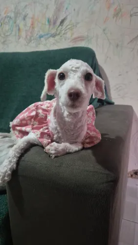 Vendo cachorra poodle
