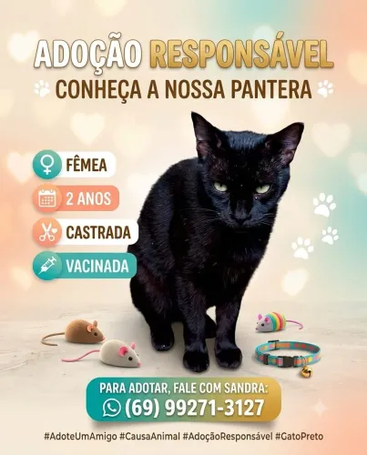 Linda gatinha disponível para doação responsável.