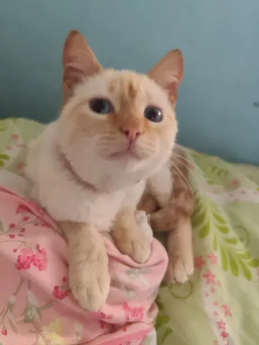 Gato Siames Redpoint 8 meses