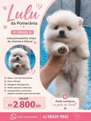Lulu da Pomerânia