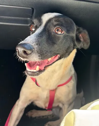 Doação de Cachorro Fêmea
