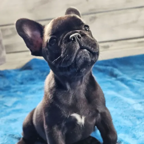 BullDog Francês- O gordinho mais carinhoso e engraçado que você vai ter