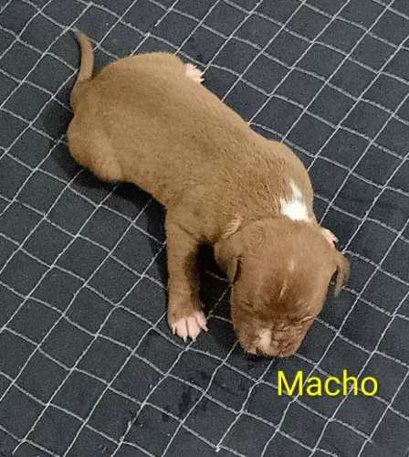 Lindos filhotes de Pit Bull 