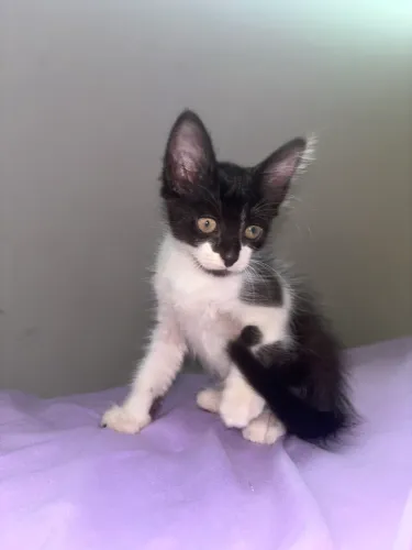 Gatinha filhote