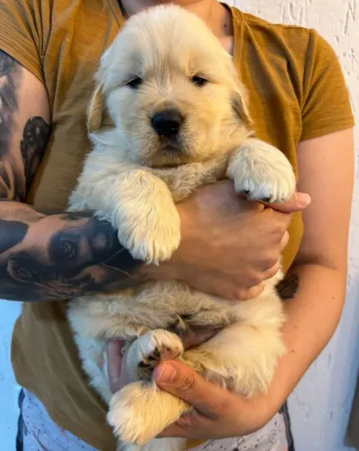 Golden retriever filhotes para surpreender seu amor neste dia dos namorados 