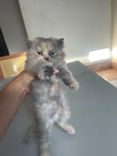 Gatinhos Persas disponíveis