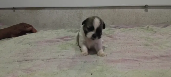 Cachorro ?