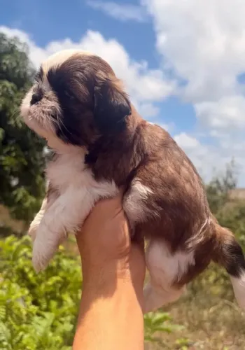 Shihtzu macho a venda