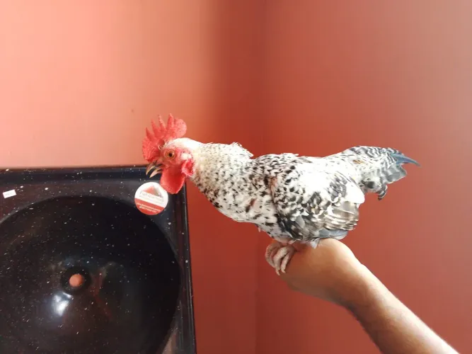 Frango de galinha chinesa 