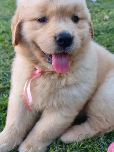 Golden Retriever filhotes Macho e Fêmea disponível