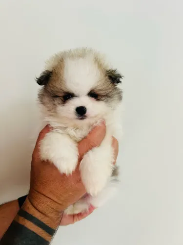 Lulu da pomerânia